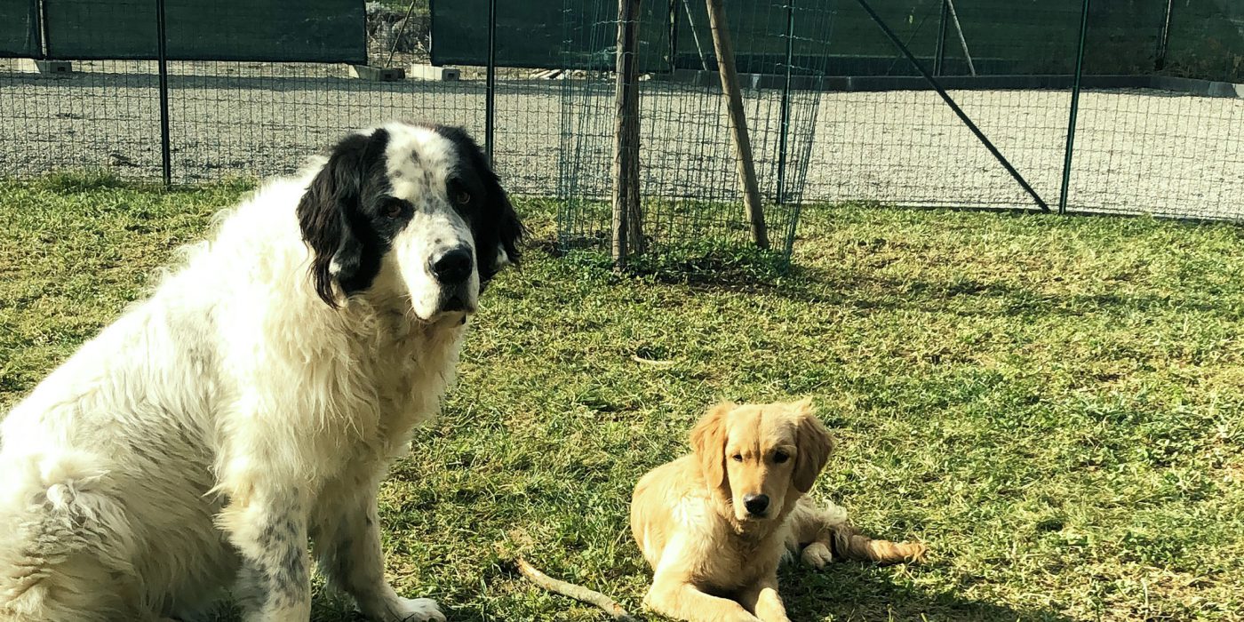 Piscina per cani